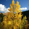More bright Aspens~
Ophir Road.
