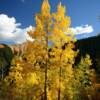 More bright Aspens~
Ophir Road.