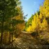Ophir Forestry Road.
Among the green & amber aspens~