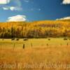 Beautiful grazing horses~
Northcentral Colorado.