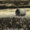 Western Colorado hay field-near Montrose, Colorado