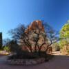 "Burning bush"
Garden Of The Gods