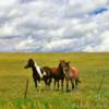 3 handsome horses.
Eastern Colorado.