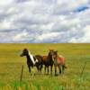 3 handsome horses.
Eastern Colorado.