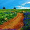 Lupines in full bloom-on Colorado's 'flat tops'-north of Glenwood Springs