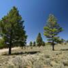 Colorado's upper pines.
Montezuma County.