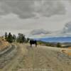 Roaming cattle on a back road.
Near Salida, Colorado.