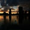 Ducks gliding in
Lake Eola's sunset.