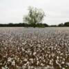 Northern Florida cotton field.
Lafayette County.