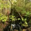 Small secluded swamp bayou.
Lafayette County.