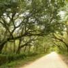 Beautifully secluded 
Florida backroad.
Taylor County.