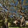 St Augustine Lighthouse.
(through the spanish oaks)
