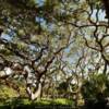 Beautiful thick
Spanish Oaks.
St Augustine, FL.