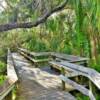 Everglades Mahogamy
Boardwalk through the
marshy swamps.