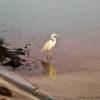 White Flamingo.
Key West.