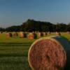 Northern Florida hayfield.
Madison County.