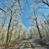 Cohutta Forest-
November Glistening Trees~