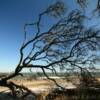 Jekyll Island's
Driftwood Beach.
