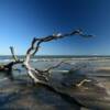 Another view of 
Jekyll Island's
Driftwood Beach.