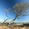 Drifting coastal tree.
Jekyll Island, GA.