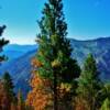 Burnt pines along the Horse Creek Forestry Road