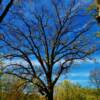 'Pre-Spring bloom'  Moline, Illinois/I-80 Visitor Center