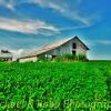 Typical soybean field and barn~
Near Barnes City, Iowa.