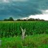 Story County.
Storm clouds rising over the
rolling corn/farm country.