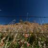 Loess Hills 
(through the barb wire)
