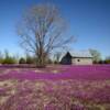"Spring bloom"
Western Kansas.
