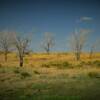 Pretty western Kansas scenery.
Cheyenne County.