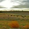 Grazing Buffalo.
Late March evening.
Scott County, KS.