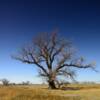 Ominous Oak Tree.
(some 220 years old)
Logan County, KS.