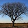 Picturesque old oak tree 
in southern Kansas.