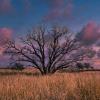 Western Kansas oak on a
March evening.