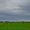 Grazing cattle-rich green grass~
Near Tri City, Kentucky.