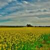 Blooming canola field.
Western Kentucky.