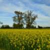 Canola in full bright bloom.
Near Hickman, KY.
