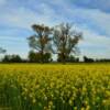 Canola in full bright bloom.
Near Hickman, KY.