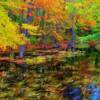 Autumn colors at a reflective pond-near Millinocket, Maine