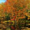 Maine's northern woods amidst the mid-autumn colors