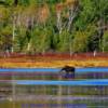 Grazing Moose in a small northern Maine pond