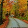 Late-autumn foliage in Maine's northern woods-near Shin Pond, Maine