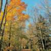 More of Maine's
beautiful autumn foliage.
Near Houlton, ME.