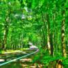 "Tunnel Of Trees"
(County Road)
Near Lac La Belle, Michigan.