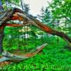 Northern Minnesota Wilderness.
Schoolcraft State Park, MN