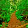 Birch Lake Trail~
Minnesota's Gun Flint Highway.