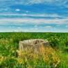 Lone stump.
Southern Minnesota cornfield.