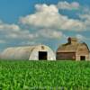 1950's storage barn 
& quonset hut.
Martin County, MN.