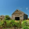 Old corn crib & hog shed.
Lyon County, MN.